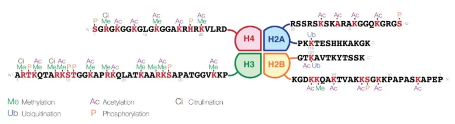 Histone Modifications